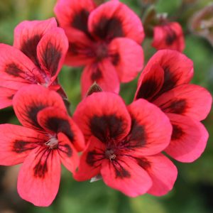 Regal Geranium Red with Dark eye - Pelargonium x Domesticum 17cm
