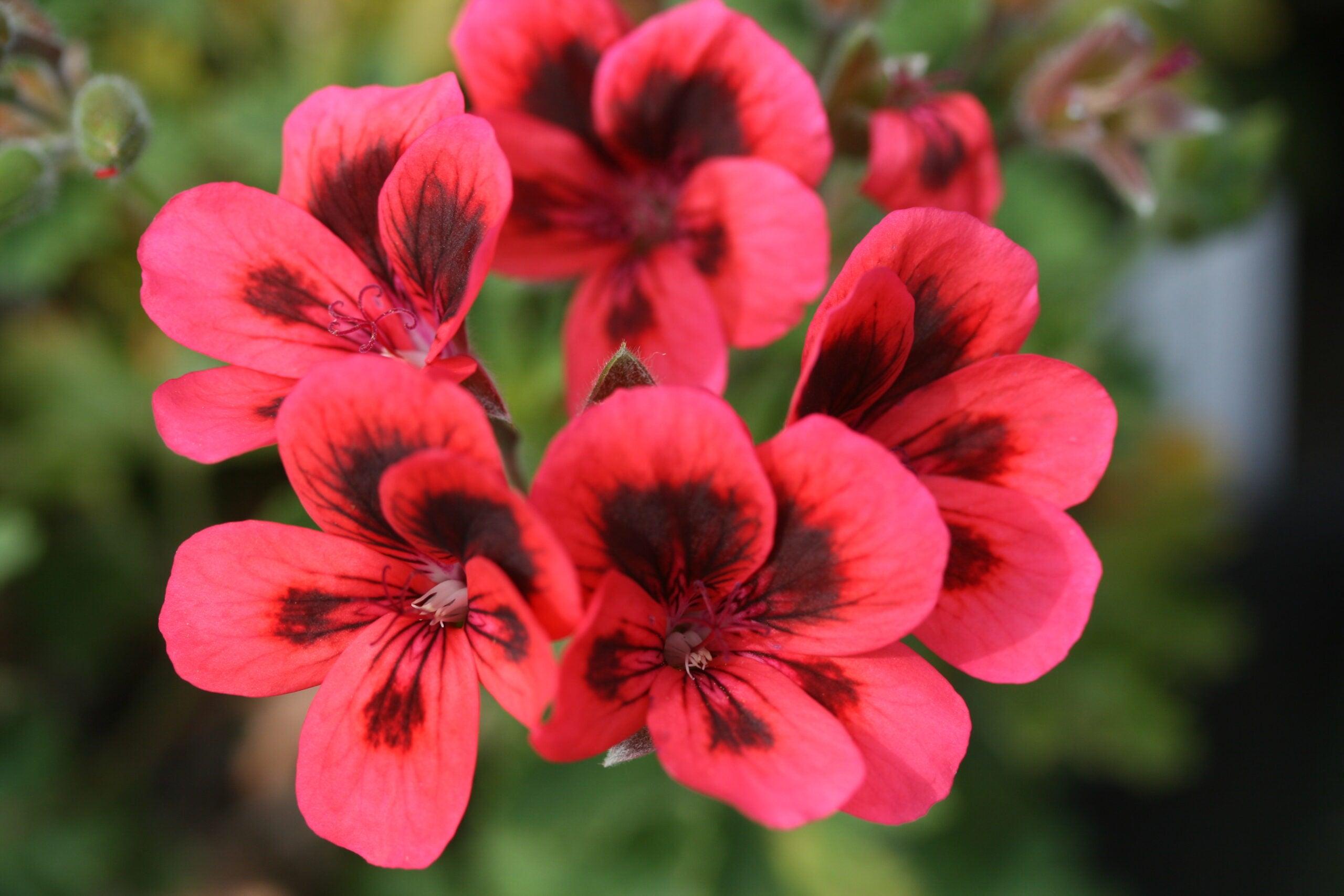Regal Geranium Red with Dark eye - Pelargonium x Domesticum 17cm