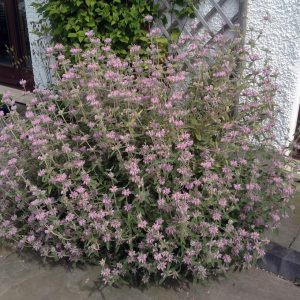 Balearic Sage pink - Phlomis Italic 15cm