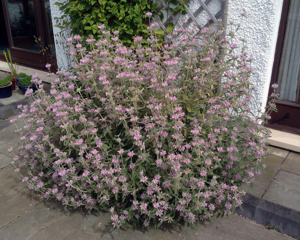 Balearic Sage pink - Phlomis Italic 15cm