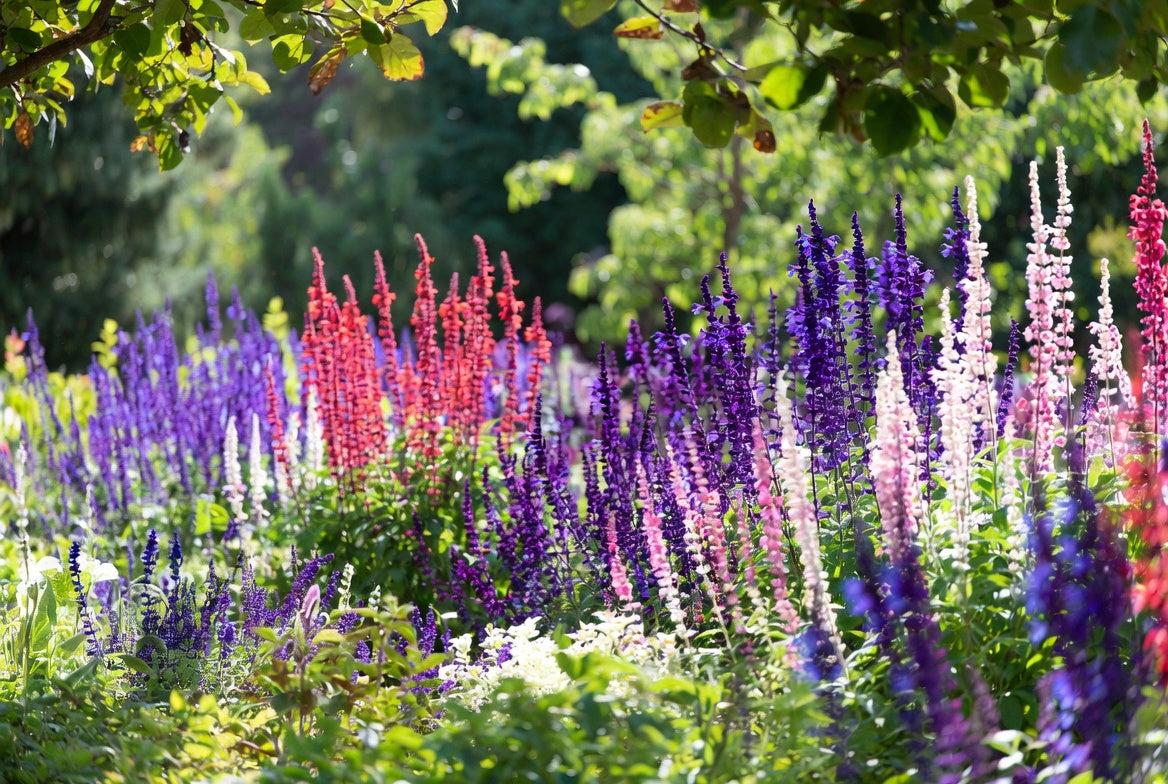 salvias
