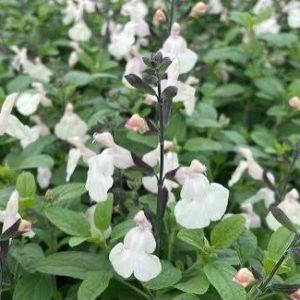 Salvia White - Salvia Chamelaegnea 17cm