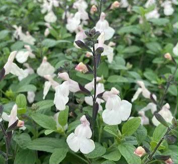 Salvia White - Salvia Chamelaegnea 17cm