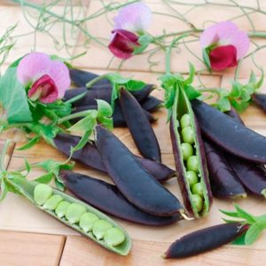 Peas Purple Magnolia Snap HYBRID 6pk
