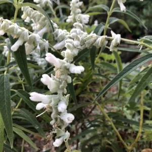 Salvia White - Salvia Chamelaegnea 17cm
