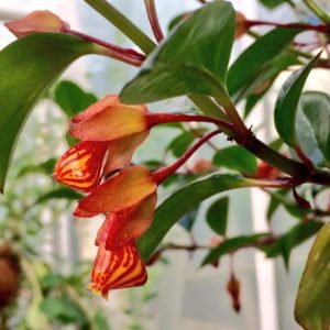 Goldfish Plant 'Tropicana' - Nematanthus 17cm