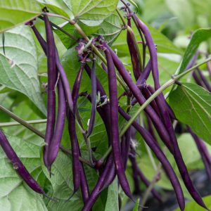 Climbing French Beans Hybrid Purple - Fagiolo Rampicante Cosse Violette 6pk