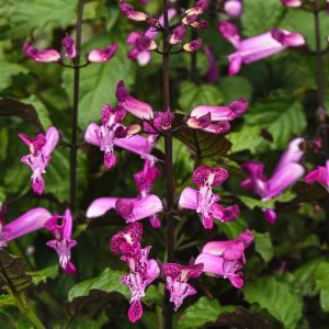 Plectranthus Mona Lavender Magenta - Plectranthus 15cm