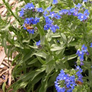 Cape Forget Me Not Blue - Anchusa capensis 10cm