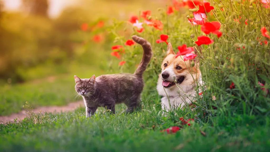 Pet friendly plants
