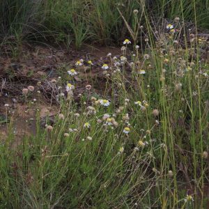 Indigenous Chamomile - Lasiospermum Bipinnatum 10cm