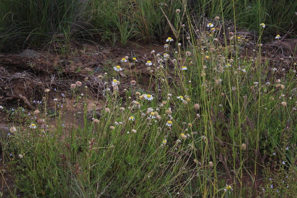 Indigenous Chamomile - Lasiospermum Bipinnatum 10cm