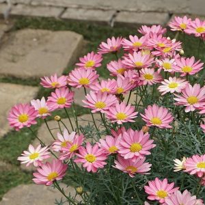Marguerite Daisy Large Pink - Argyranthemum Frutescens 10cm