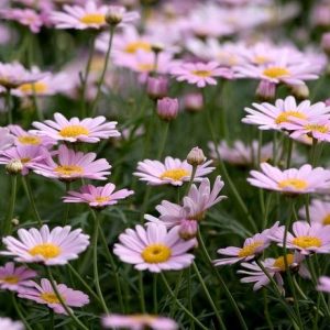 Perennials