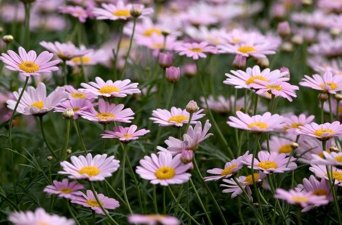 Marguerite Daisy Mini Pink Buff - Argyranthemum Frutescens 10cm