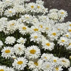 Shasta Daisy 'Victorian Secret' – Leucanthemum × superbum Shasta Daisy 'Victorian Secret' – Leucanthemum × superbum is a charming perennial that brings classic cottage-garden style to borders and flower beds. It produces beautiful white, double and semi-double blooms with layers of petals surrounding a golden-yellow centre. The sturdy stems and long-lasting flowers make it an excellent choice for cut flowers, while its bright blooms bring a fresh, cheerful feel to the garden. Plant Features Beautiful white double and semi-double flowers Golden-yellow centres Long-flowering perennial Excellent for cottage and informal gardens Great for borders and mixed flower beds Excellent cut flower Attracts bees and other beneficial pollinators Performs best in full sun Prefers fertile, well-drained soil Growing Tips Plant in a sunny position with well-drained, fertile soil. Keep the soil moderately moist during the growing season, particularly while plants are establishing. Deadhead spent flowers regularly to encourage further blooms. A wonderful choice for adding classic white daisy flowers and a touch of cottage-garden charm to your garden.
