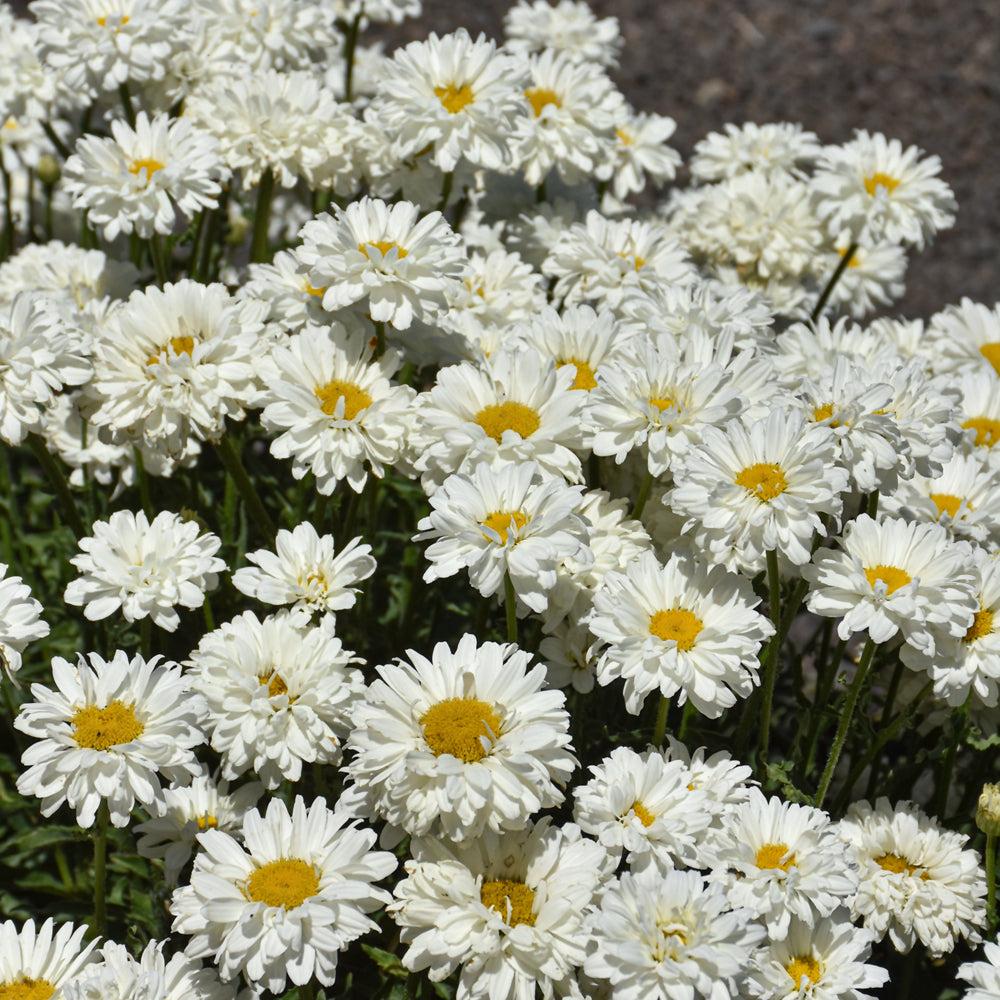 Shasta Daisy 'Victorian Secret' – Leucanthemum × superbum Shasta Daisy 'Victorian Secret' – Leucanthemum × superbum is a charming perennial that brings classic cottage-garden style to borders and flower beds. It produces beautiful white, double and semi-double blooms with layers of petals surrounding a golden-yellow centre. The sturdy stems and long-lasting flowers make it an excellent choice for cut flowers, while its bright blooms bring a fresh, cheerful feel to the garden. Plant Features Beautiful white double and semi-double flowers Golden-yellow centres Long-flowering perennial Excellent for cottage and informal gardens Great for borders and mixed flower beds Excellent cut flower Attracts bees and other beneficial pollinators Performs best in full sun Prefers fertile, well-drained soil Growing Tips Plant in a sunny position with well-drained, fertile soil. Keep the soil moderately moist during the growing season, particularly while plants are establishing. Deadhead spent flowers regularly to encourage further blooms. A wonderful choice for adding classic white daisy flowers and a touch of cottage-garden charm to your garden.