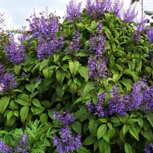 Tall Spurflower Purple - Plectranthus ecklonii 10cm