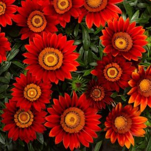 Big Kiss Red - Gazania Rigens 10cm