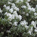 Hebe - Hebe "Snowdrift"