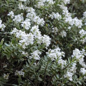 Hebe - Hebe "Snowdrift"