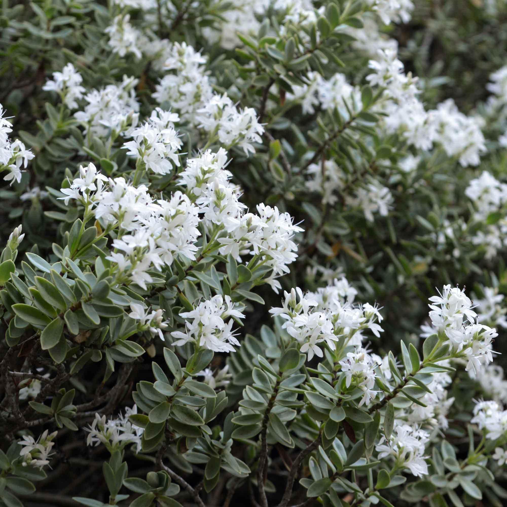 Hebe - Hebe "Snowdrift"