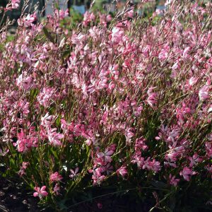 Gaura Little Janie - Gaura Lindheimeri 17cm