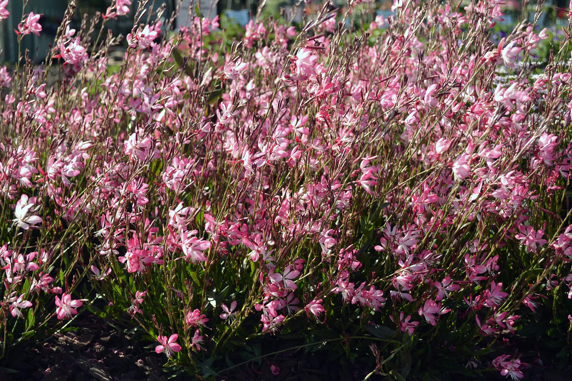 Gaura Little Janie - Gaura Lindheimeri 17cm