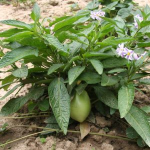 Pepino Melon - Solanum muricatum 15cm