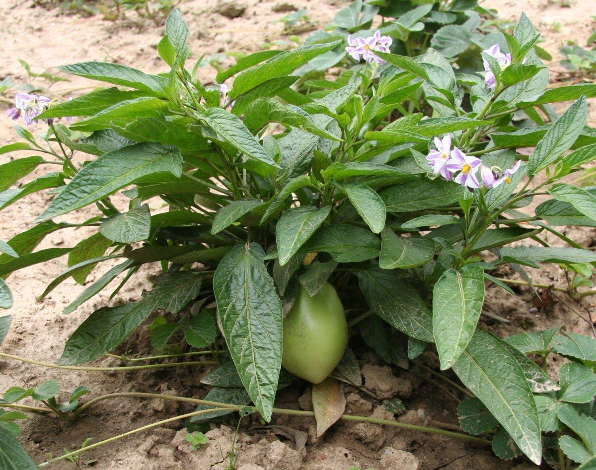Pepino Melon - Solanum muricatum 15cm