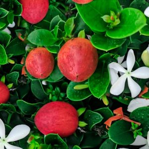 Natal Plum - Carissa Macrocarpa 17cm