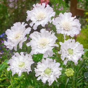 Pincushion Flower - Scabiosa Caucasica 'Fama White' 17cm