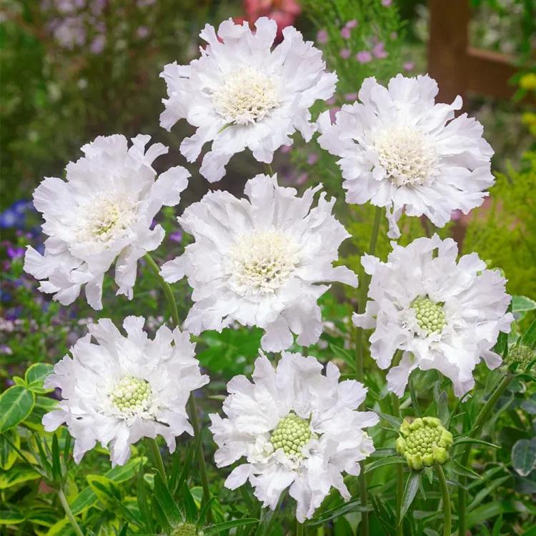 Pincushion Flower - Scabiosa Caucasica 'Fama White' 17cm