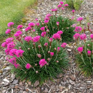 Sea Thrift Pink - Armeria Maritima 15cm
