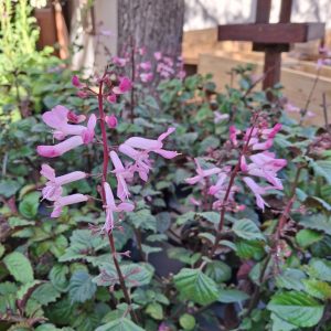 Tall Spurflower Pink - Plectranthus ecklonii 10cm
