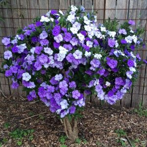 Yesterday, Today and Tomorrow – Brunfelsia pauciflora 'Eximia' 17cm