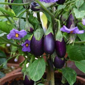 Aubergine Baby Black F1 - Solanum melongena Baby Black Pre Order