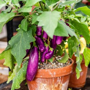 Aubergine Lilac Wand - Solanum Melongena Pre Order