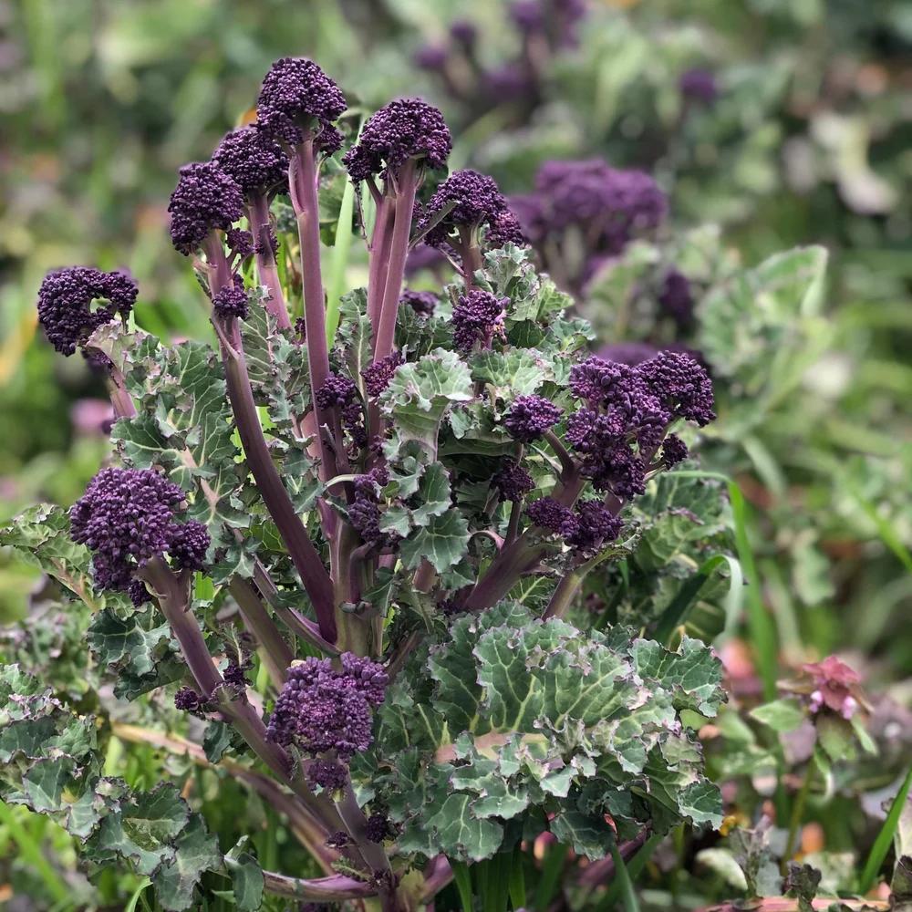 Broccoli Early Purple Sprouting - Brassica oleracea var Italica Purple Pre Order