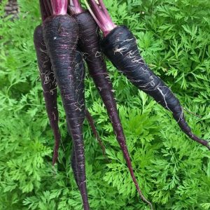 Carrot Black Nebula - Daucus Carota Sativus Pre Order