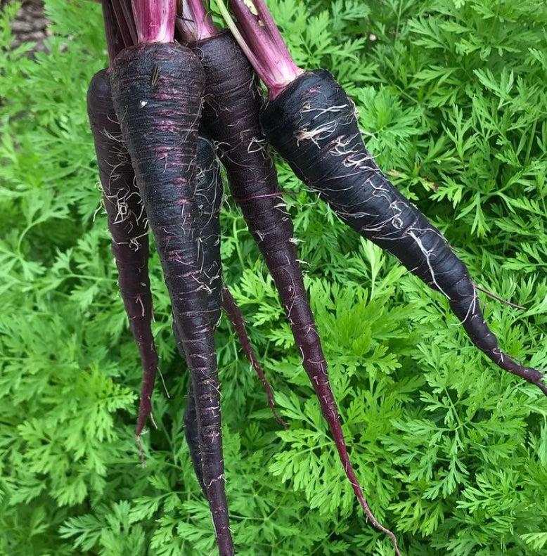 Carrot Black Nebula - Daucus Carota Sativus Pre Order