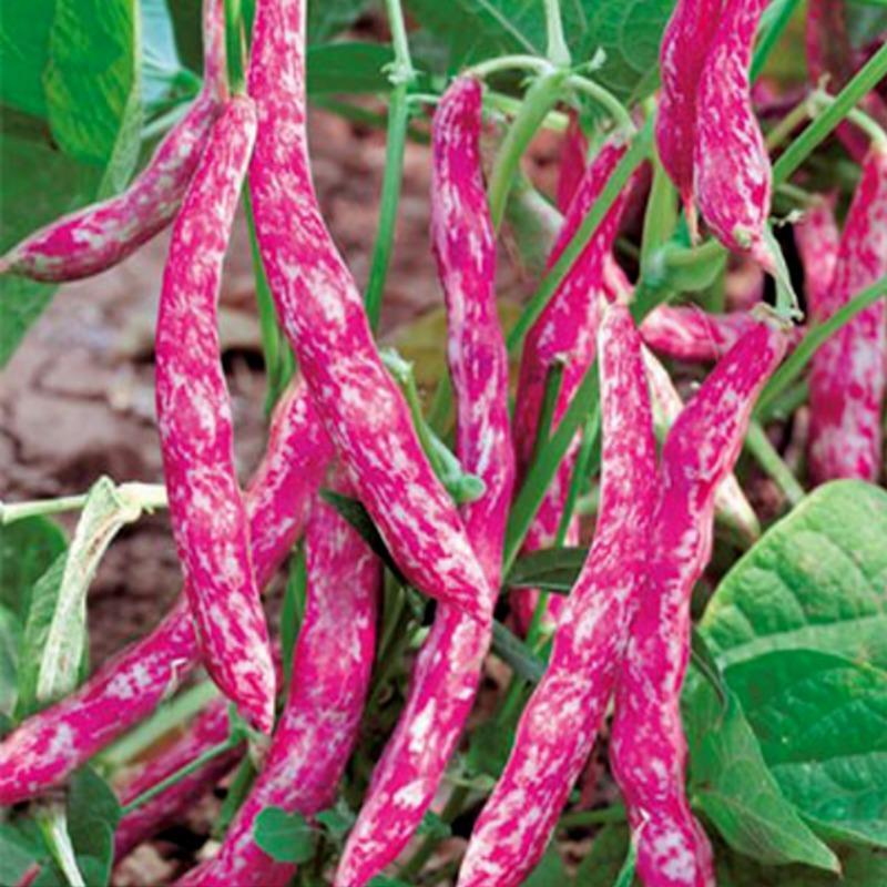 Climbing French Bean Speckled Cranberry - Phaseolus vulgaris Pre Order