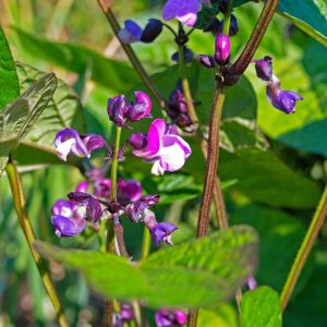 Dwarf French Bean Purple Flower - Phaseolus vulgaris purple queen Pre-order