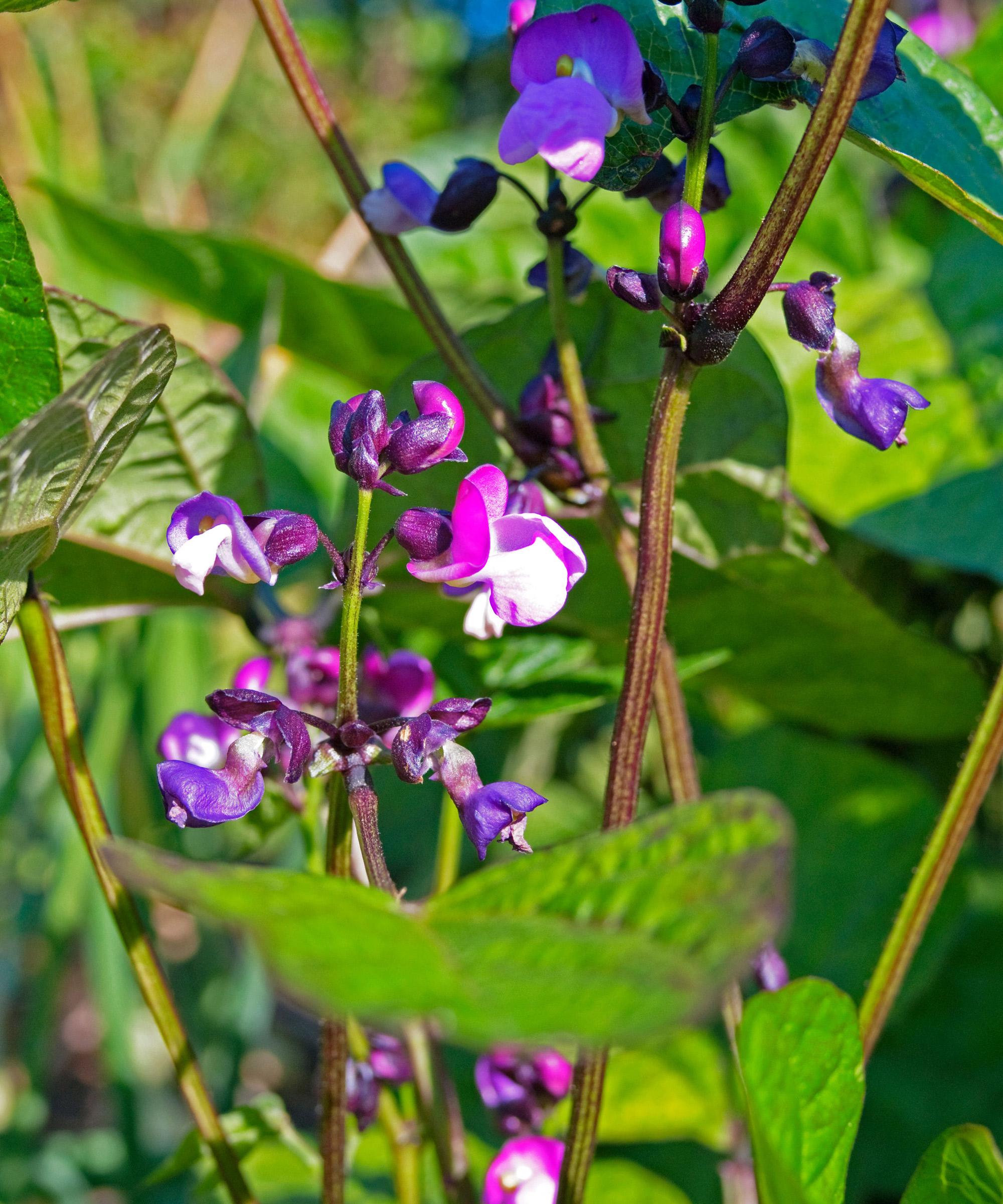 Dwarf French Bean Purple Flower - Phaseolus vulgaris purple queen Pre-order