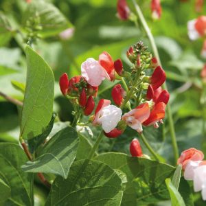 Dwarf Runner Beans Hestia Red and White Flowers - Phaseolus coccineus Pre Order