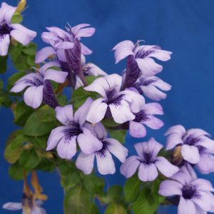Dyschoriste Thunbergii 15cm