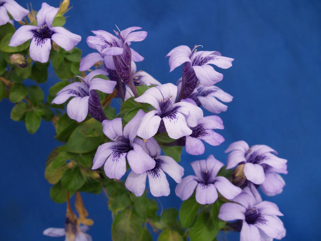 Dyschoriste Thunbergii 15cm