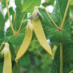 Mangetout Golden Sweet - Pisum sativum Pre Order