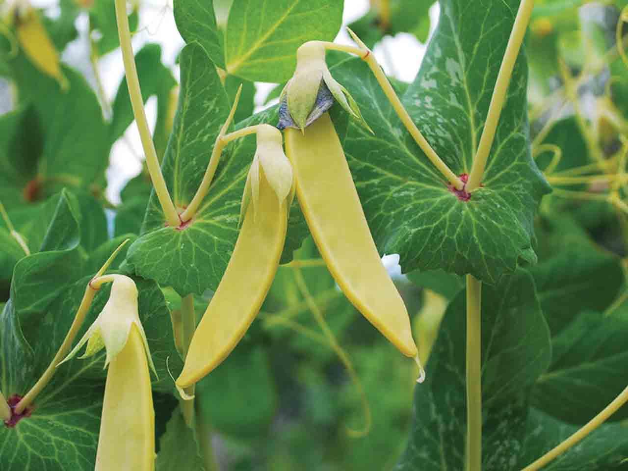 Mangetout Golden Sweet - Pisum sativum Pre Order