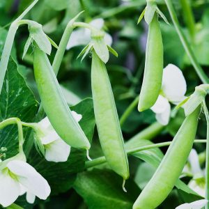 Pea Petite Pois Flovert - Pisum sativum flavert Pre order